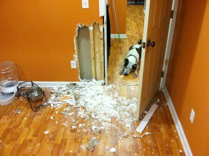 Если оставить собаку дома одну