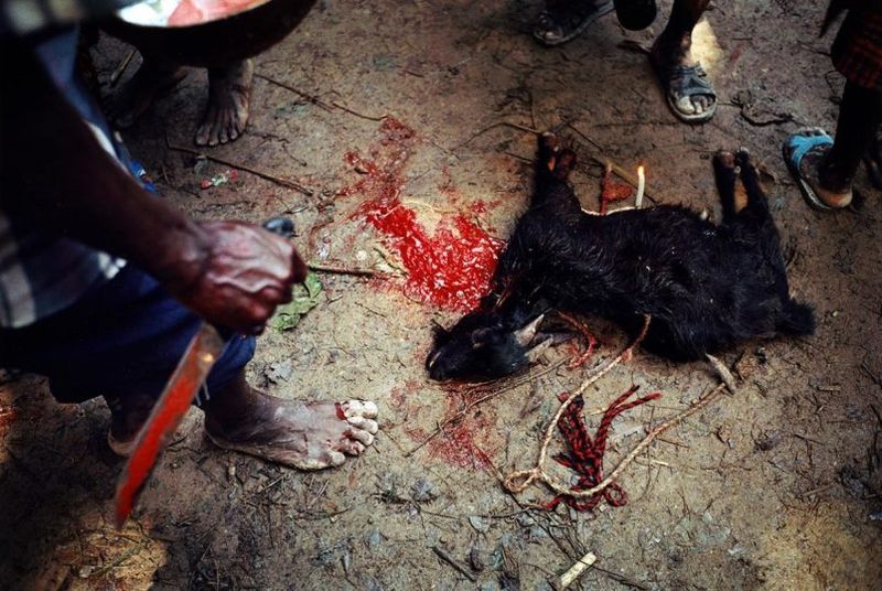 Культ вуду Культ вуду