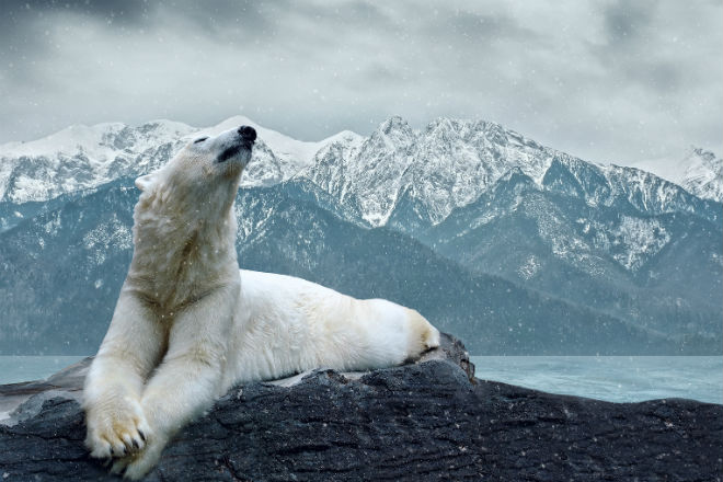 Опаснейшие животные России