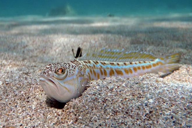 Опаснейшие животные России