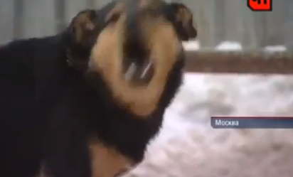 Противникам ДогХантеров