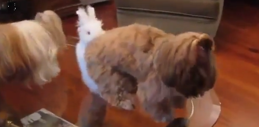 Белый кролик неприлично домогается