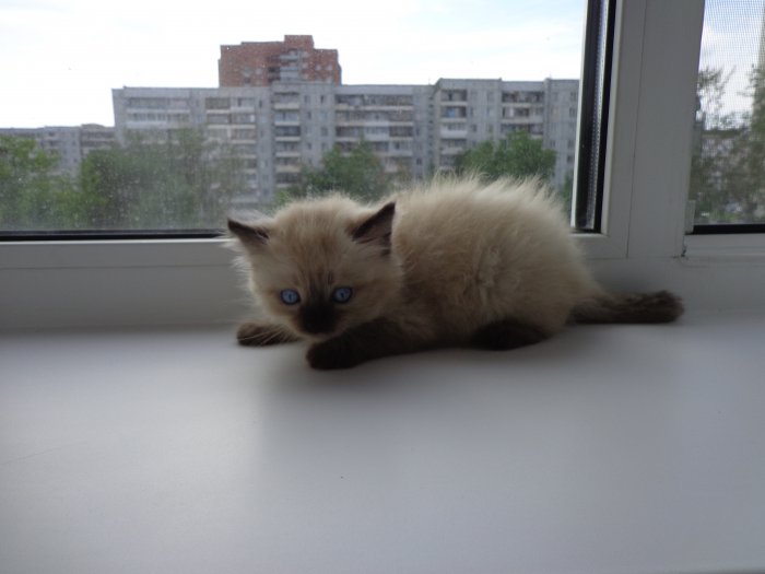 Мелкий позитив в добрые руки