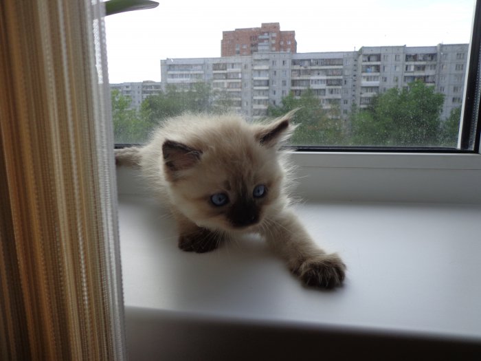 Мелкий позитив в добрые руки