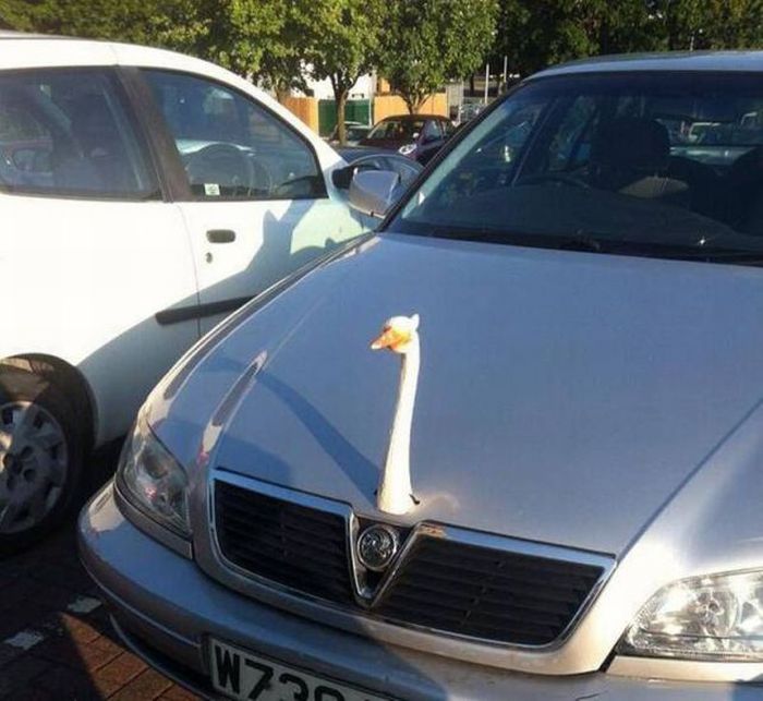 Забавные картинки