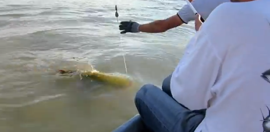 Тянули, тянули и вытянули... сомика