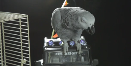 Обращение Алексея Навального к избирателям