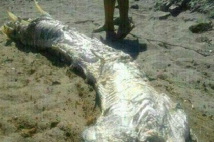 На испанском пляже обнаружили пятиметрового "монстра"