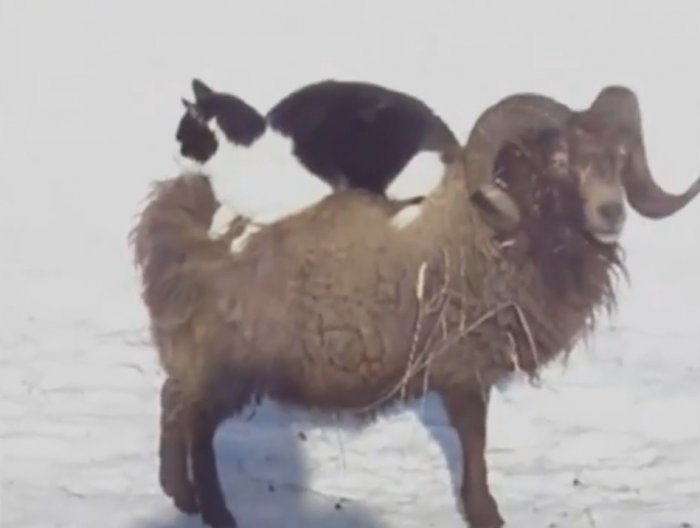 Эти забавные животные