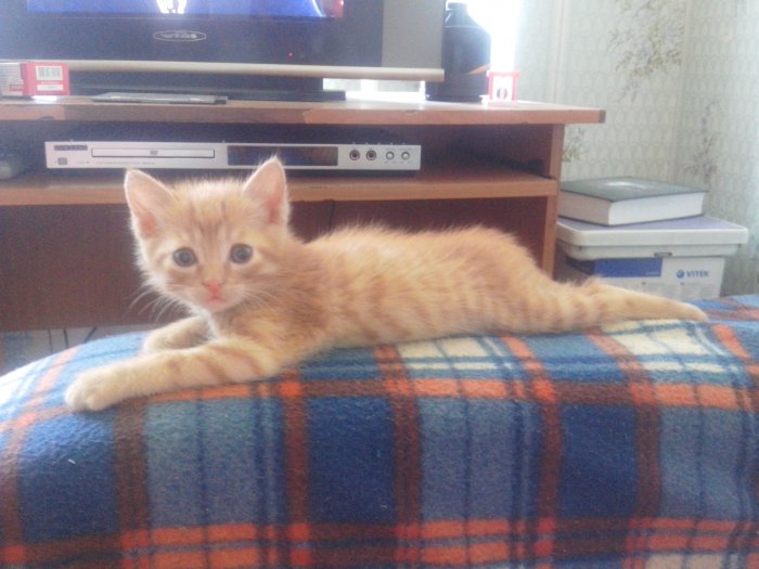 Отдам котенка