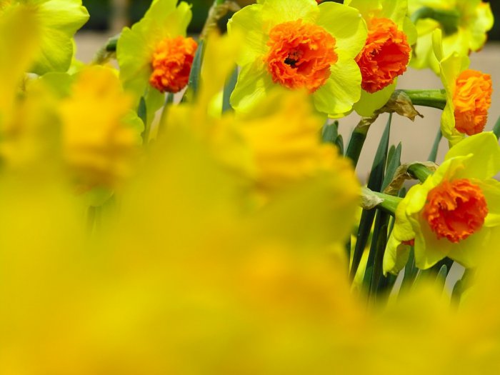 Обои на рабочий стол / Wallpapers by  famdoc mix 924