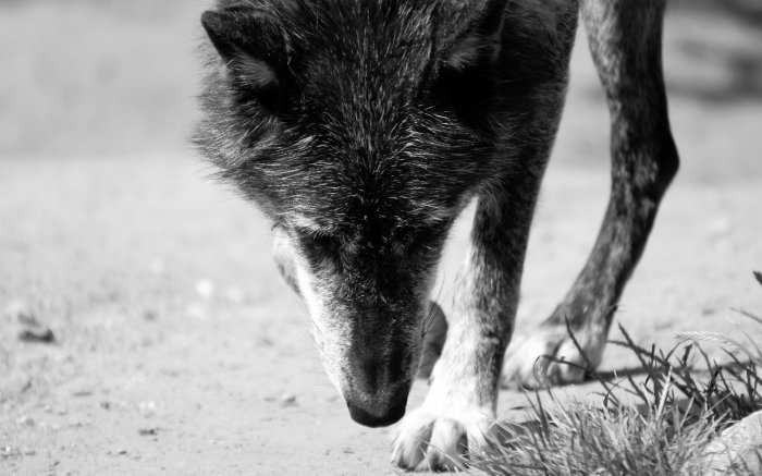 Обои на рабочий стол / Wallpapers by  famdoc mix 924