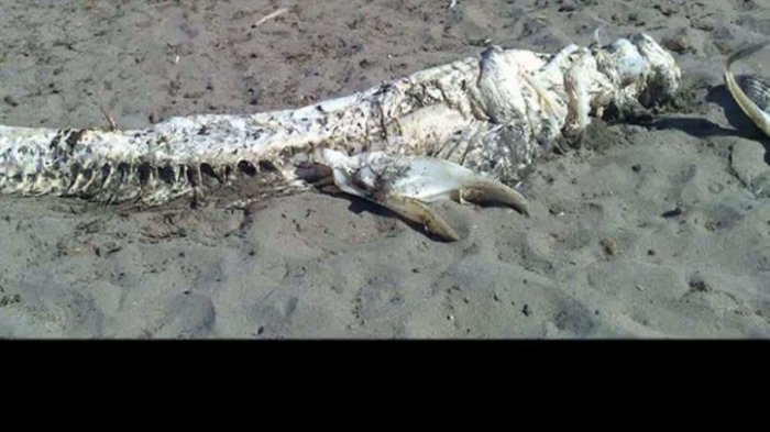 На испанском пляже обнаружили пятиметрового "монстра"