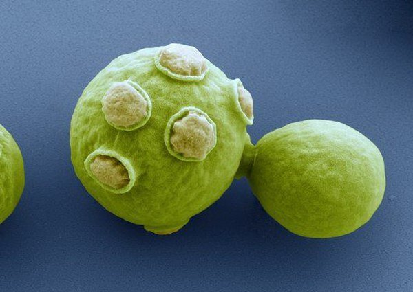 ДРОЖЖИ - ОПАСНОЕ БИОЛОГИЧЕСКОЕ ОРУЖИЕ