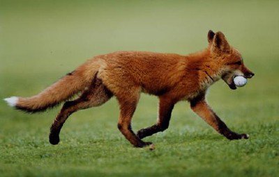 Как лиса ворует шар для гольфа в Швейцарии