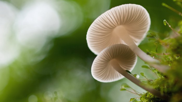 Обои на рабочий стол / Computer Desktop Wallpapers Collection 737