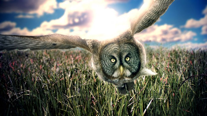 Манипуляции с фото от Tullius Heuer