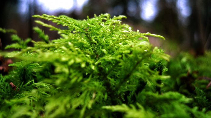 Обои на рабочий стол /100 Amazing Mixed FullHD Wallpapers v10