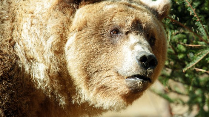 Обои на рабочий стол /100 Amazing Mixed FullHD Wallpapers v10