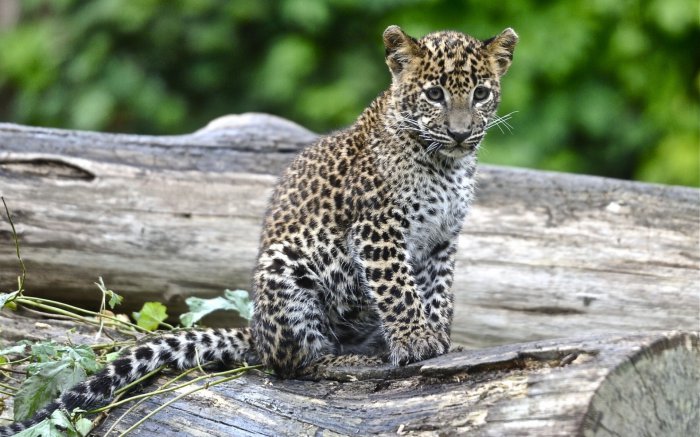 Обои на рабочий стол /Incredible Mixed Wallpapers Set 556