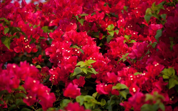 Обои на рабочий стол /Best HD Wallpapers Pack 1021