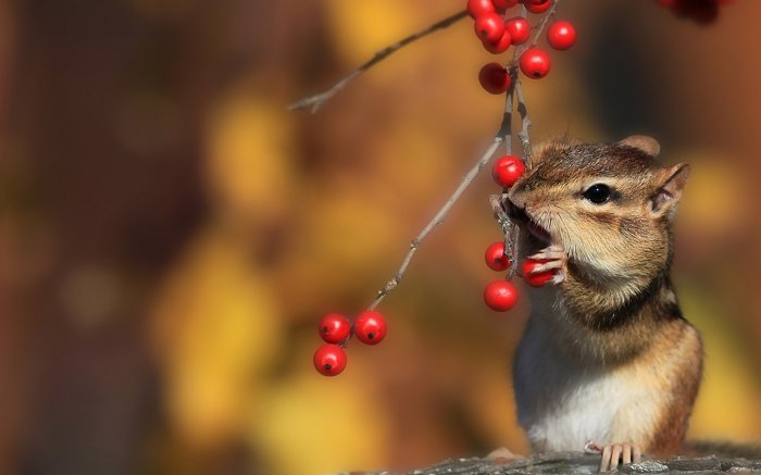 Обои на рабочий стол /Best HD Wallpapers Pack 1021