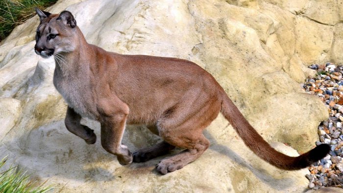 Обои на рабочий стол /Computer Desktop Wallpapers Collection 748