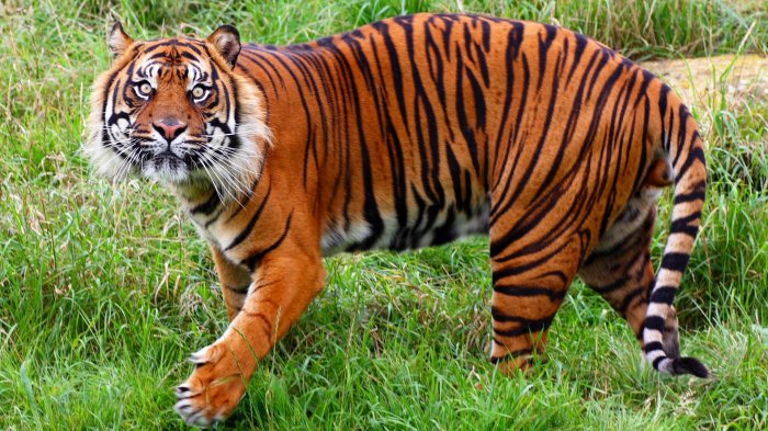 Обои на рабочий стол /Computer Desktop Wallpapers Collection 748