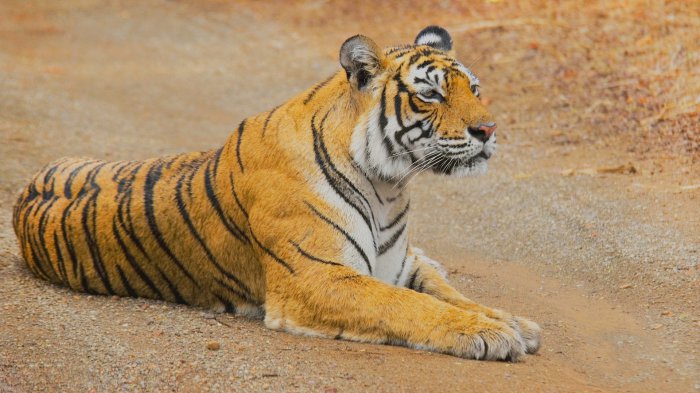 Обои на рабочий стол /Computer Desktop Wallpapers Collection 748