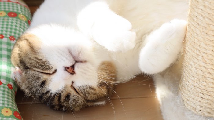 Обои на рабочий стол /ComputerDesktopWallpapersCollection746