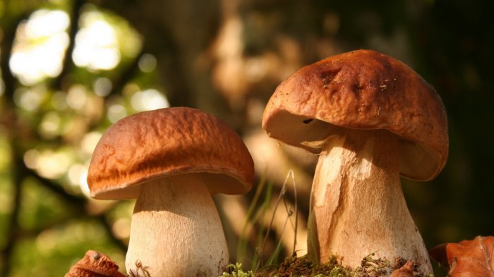 Обои на рабочий стол /ComputerDesktopWallpapersCollection746