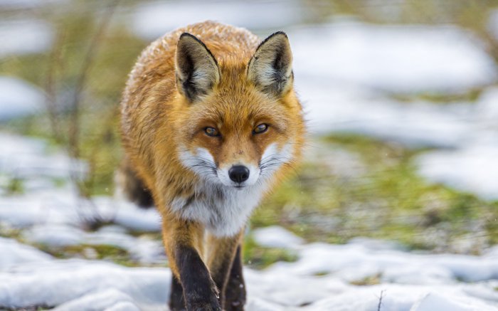 Обои на рабочий стол /Best HD Wallpapers Pack 1009 part1