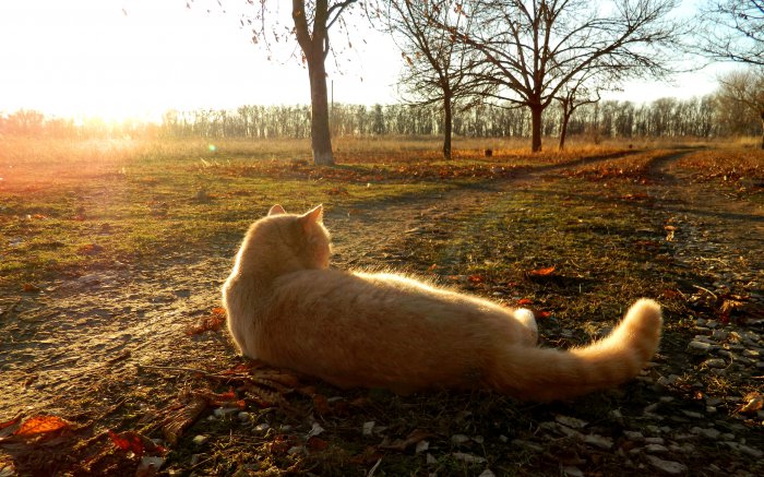 Обои на рабочий стол /Computer Desktop Wallpapers Collection 752