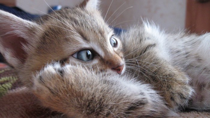 Обои на рабочий стол /Computer Desktop Wallpapers Collection 752