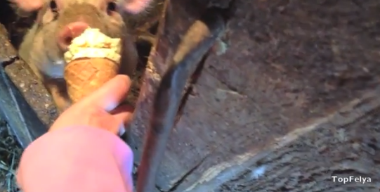 Техника употребления мороженого