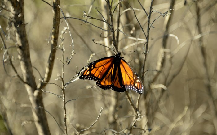 Обои на рабочий стол /Best HD Wallpapers Pack 1037