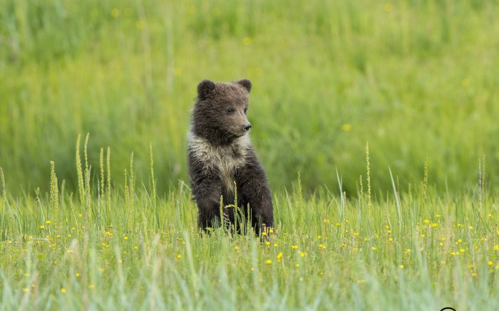 Обои на рабочий стол /Best HD Wallpapers Pack 1037