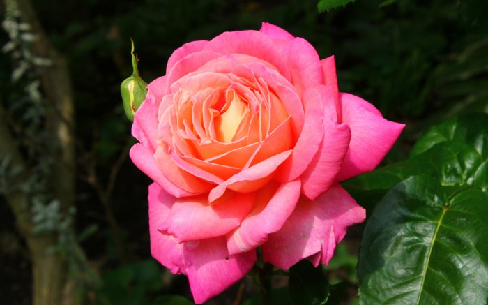 Обои на рабочий стол /Best HD Wallpapers Pack 1037