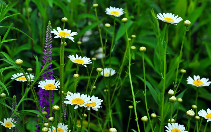 Обои на рабочий стол /Best HD Wallpapers Pack 1037