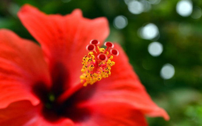 Обои на рабочий стол /Best HD Wallpapers Pack 1037