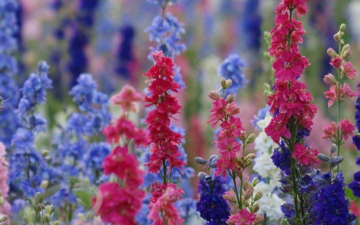 Обои на рабочий стол /Best HD Wallpapers Pack 1037