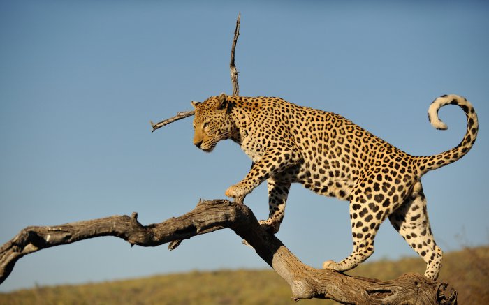 Обои на рабочий стол /Best HD Wallpapers Pack 1037