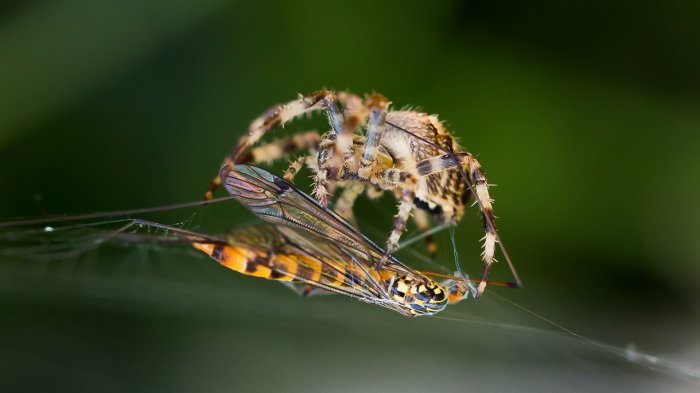 Обои на рабочий стол /Best HD Wallpapers Pack 1037