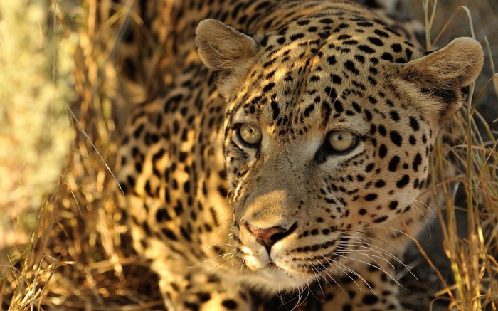 Обои на рабочий стол /Best HD Wallpapers Pack 1037