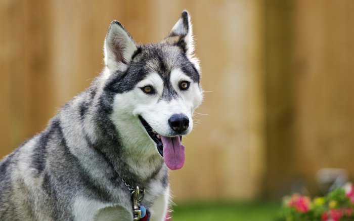 Обои на рабочий стол /Incredible Mixed Wallpapers Set 568