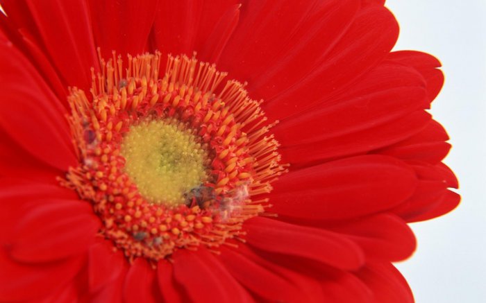 Обои на рабочий стол /Incredible Mixed Wallpapers Set 568