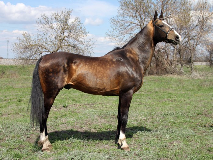 Обои на рабочий стол /Wallpapers by famdoc mix 973