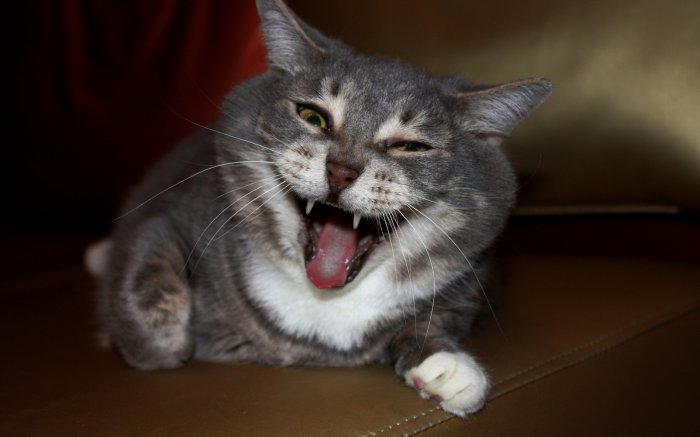 Обои на рабочий стол /Wallpapers by famdoc mix 973