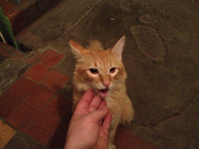 Кот ищет хозяев