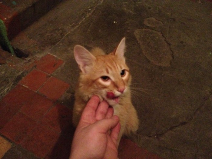 Кот ищет хозяев